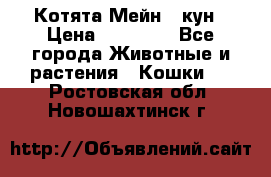 Котята Мейн - кун › Цена ­ 19 000 - Все города Животные и растения » Кошки   . Ростовская обл.,Новошахтинск г.